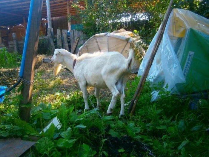 Зааненський козел в’язка та продаж. Покрытие ваших коз . Есть Ламанчи Радомишль