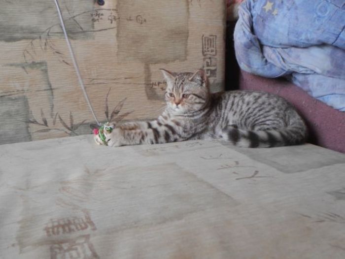 Чистокровные британские котята от питомника UA*Busyabri(FIFe) Київ