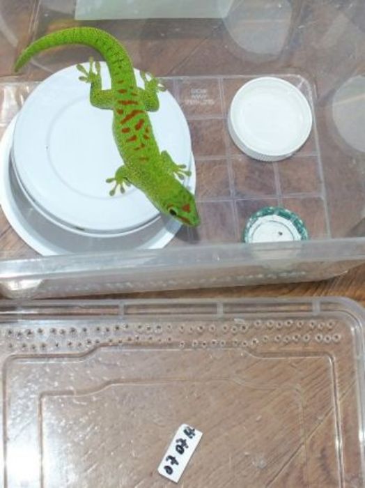 Самка гекона 16 и 18 см Мадагаскарский дневной геккон або фелзума Харків