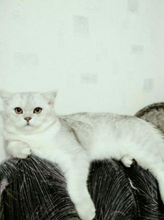 Кот британская шиншилла окрас ( BRI NS11) приглашает на вязку кошек Полтава