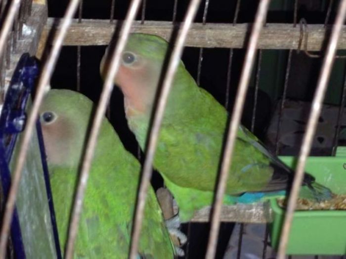 Продам волнистых и нерозлучников попугайчиков Київ