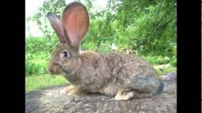 Вязка породистих кроликів Тернопіль