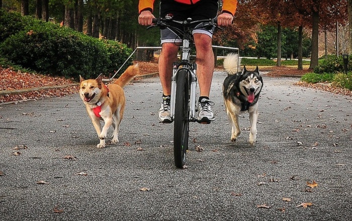 Велоповодок Walkydog для велопрогулок с собакой Вінниця
