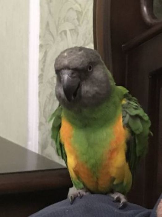 Продам сенегальского попугая Київ