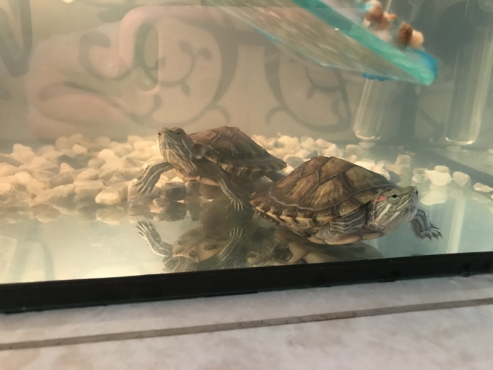 Морские красноухие черепахи Одесса