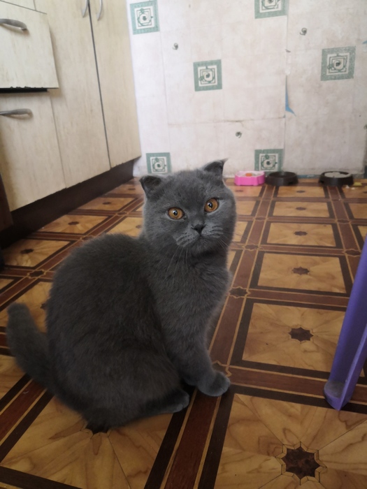 СРОЧНО! вислоухого кота Днипро