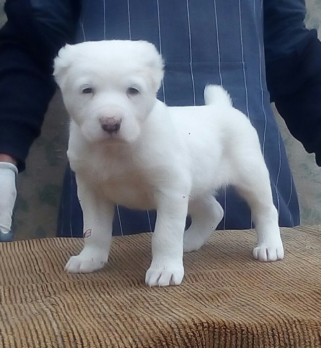 Продам щенков сао Лиманцы