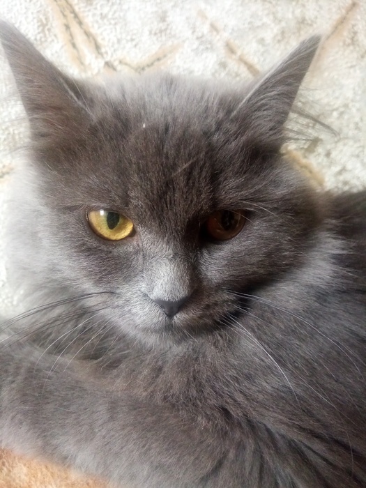 Продам красивого персидского кота по имени Том Киев