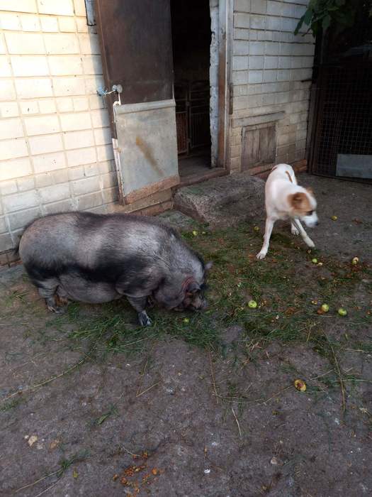 Срочно продам китайских свиней Выдвиженец