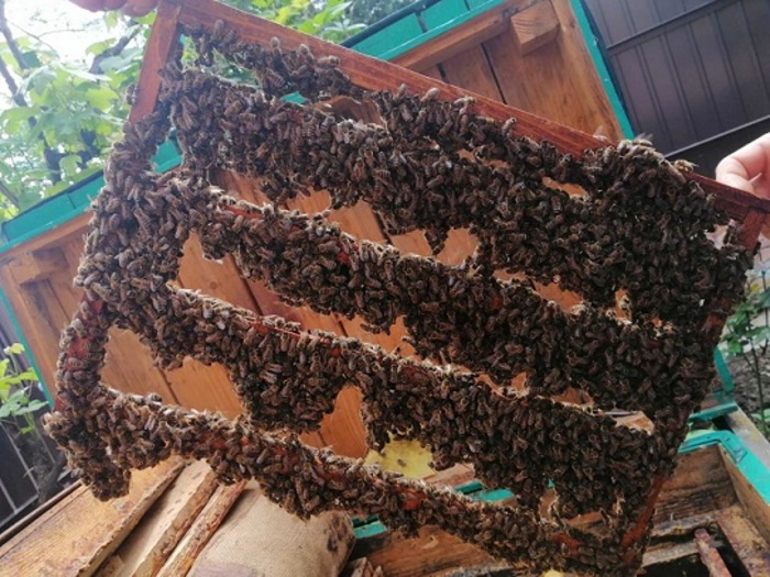 Пчелиные матки. Бджоломатки. Мукачево