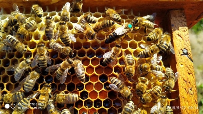 Пчелиные матки. Бджоломатки. Мукачево