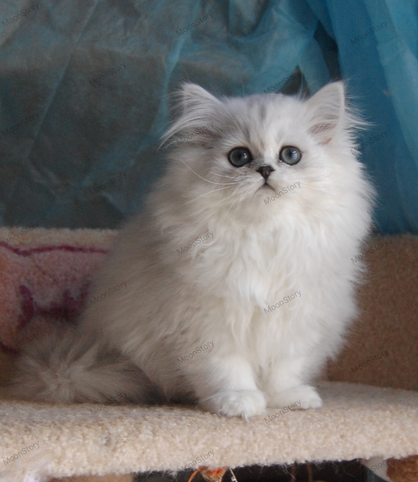 Persian kitten Варшава