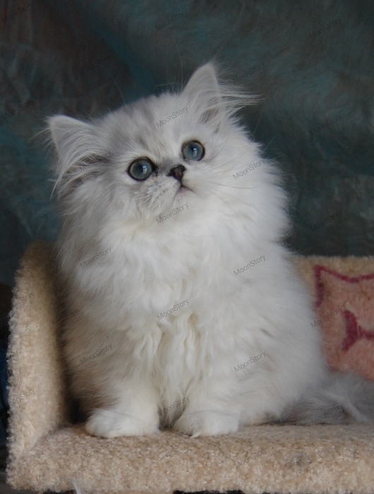 Persian kitten Варшава