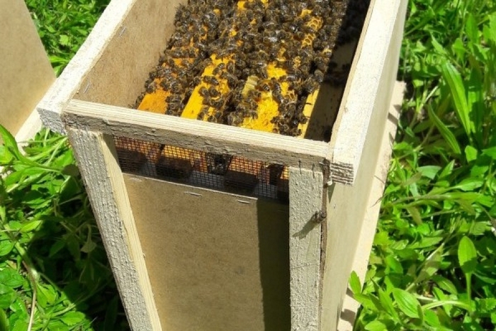 Продам бджолопакети  Крижопіль