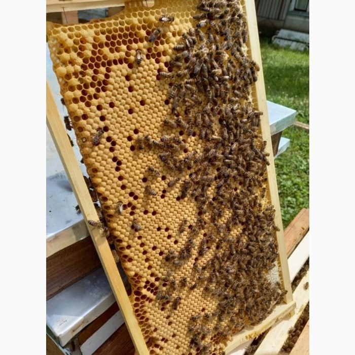 Продам бджолопакети  Крижопіль