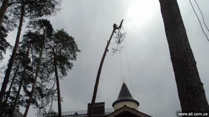 Удаление аварийных деревьев Киев